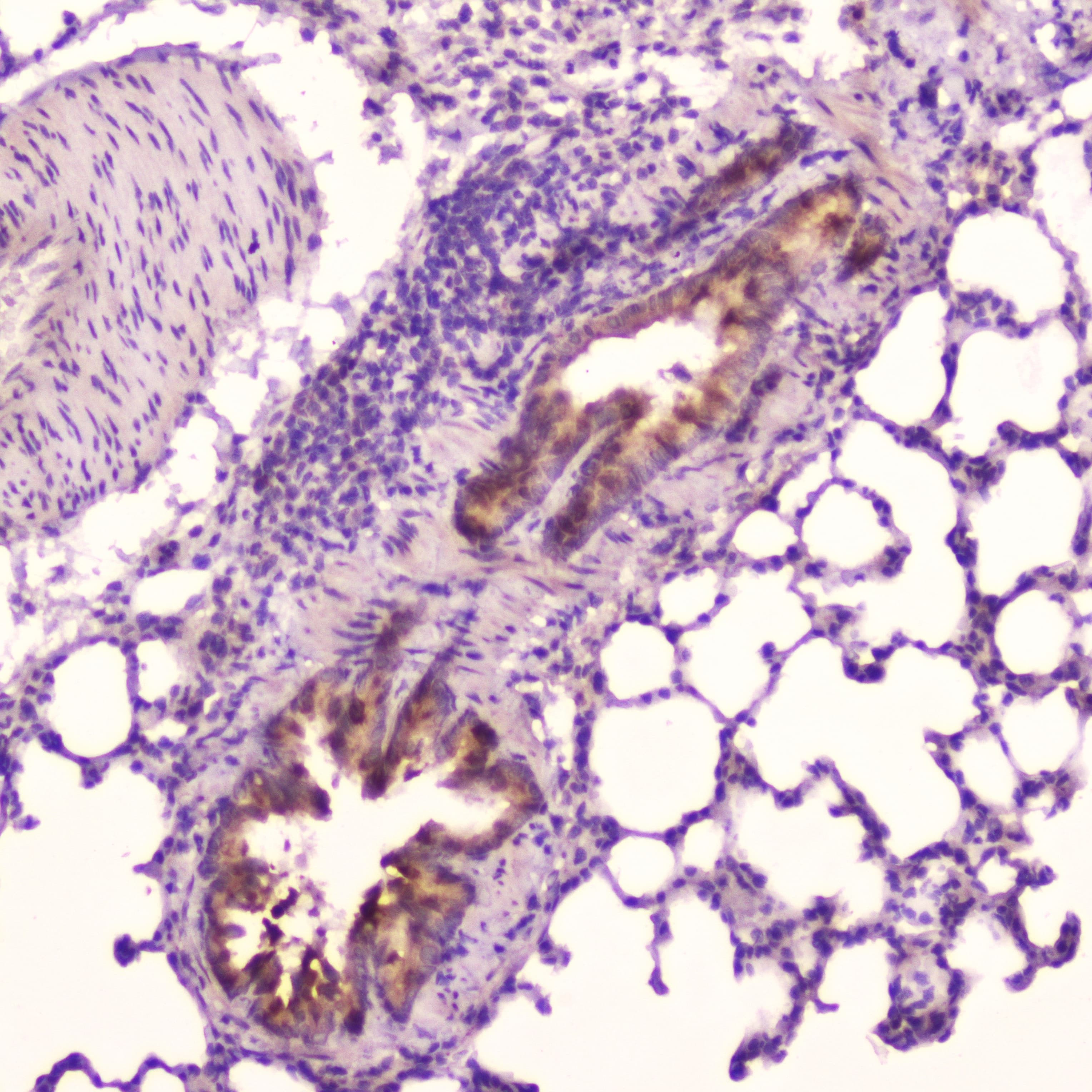 Leptin Antibody