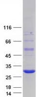 Human AES / Groucho Protein (Recombinant Myc-DDK (Flag))