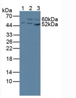 CS / Citrate Synthase Antibody (aa103-394, Cy3)