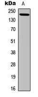 LAMC3 / Laminin Gamma 3 Antibody (C-Terminus)