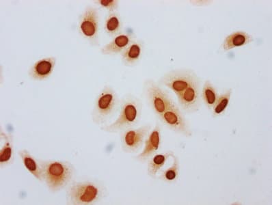 HIST1H3A Antibody