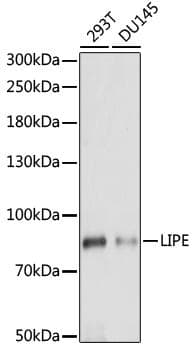 LIPE / HSL Antibody