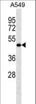 LRRC26 Antibody (aa289-318)