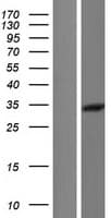 CNN2 Protein (Over-Expression Lysate Myc-DDK (Flag))