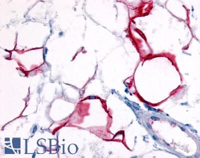 IHC-plus™ HCAR3 / GPR109B / HM74 Antibody (C-Terminus)