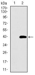 DNAL4 / Dynein Light Chain 4 Antibody (aa1-105, clone 3C10A4)