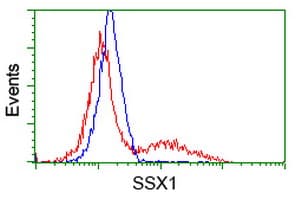 SSX1 Antibody (clone OTI2D12)