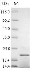Daucus carota 21 kDa protein (Recombinant 6His, N-terminus)