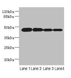 PCOLCE2 Antibody