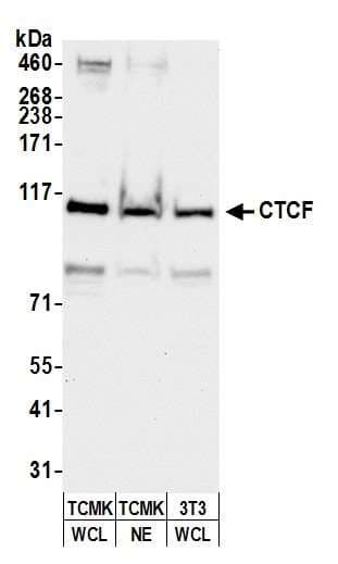 CTCF Antibody (aa650-700)