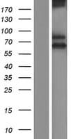 SCARA3 / APC7 Protein (Over-Expression Lysate Myc-DDK (Flag))