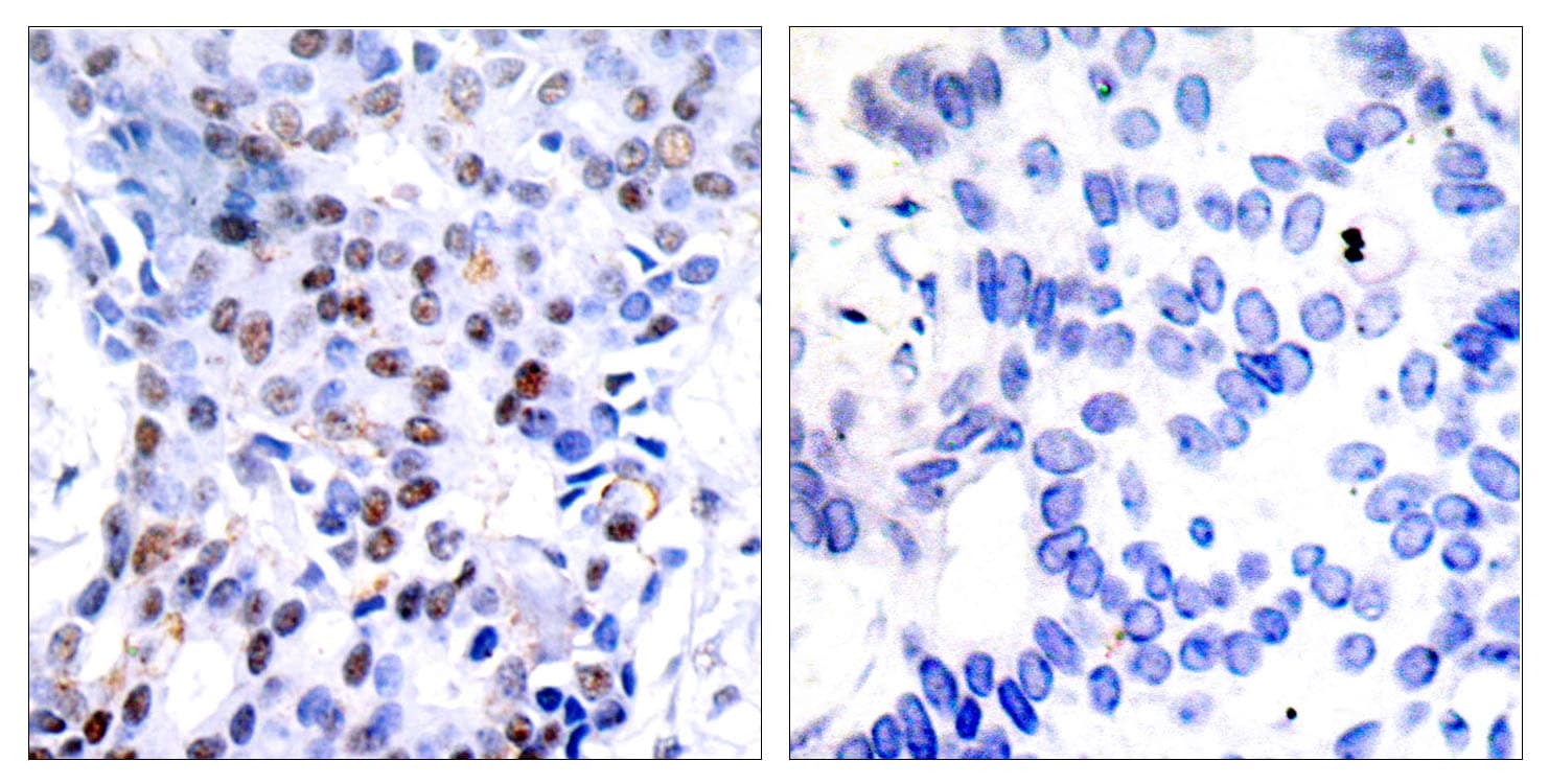 JUN / c-Jun Antibody (aa58-107)