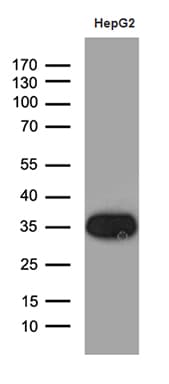 M-PST / STM Antibody (clone OTI1E8, Carrier-free)