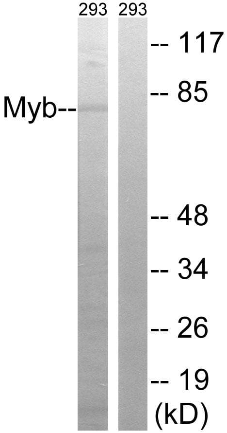 Polyclonal Rabbit anti-Human MYB / c-Myb Antibody (p532, WB)