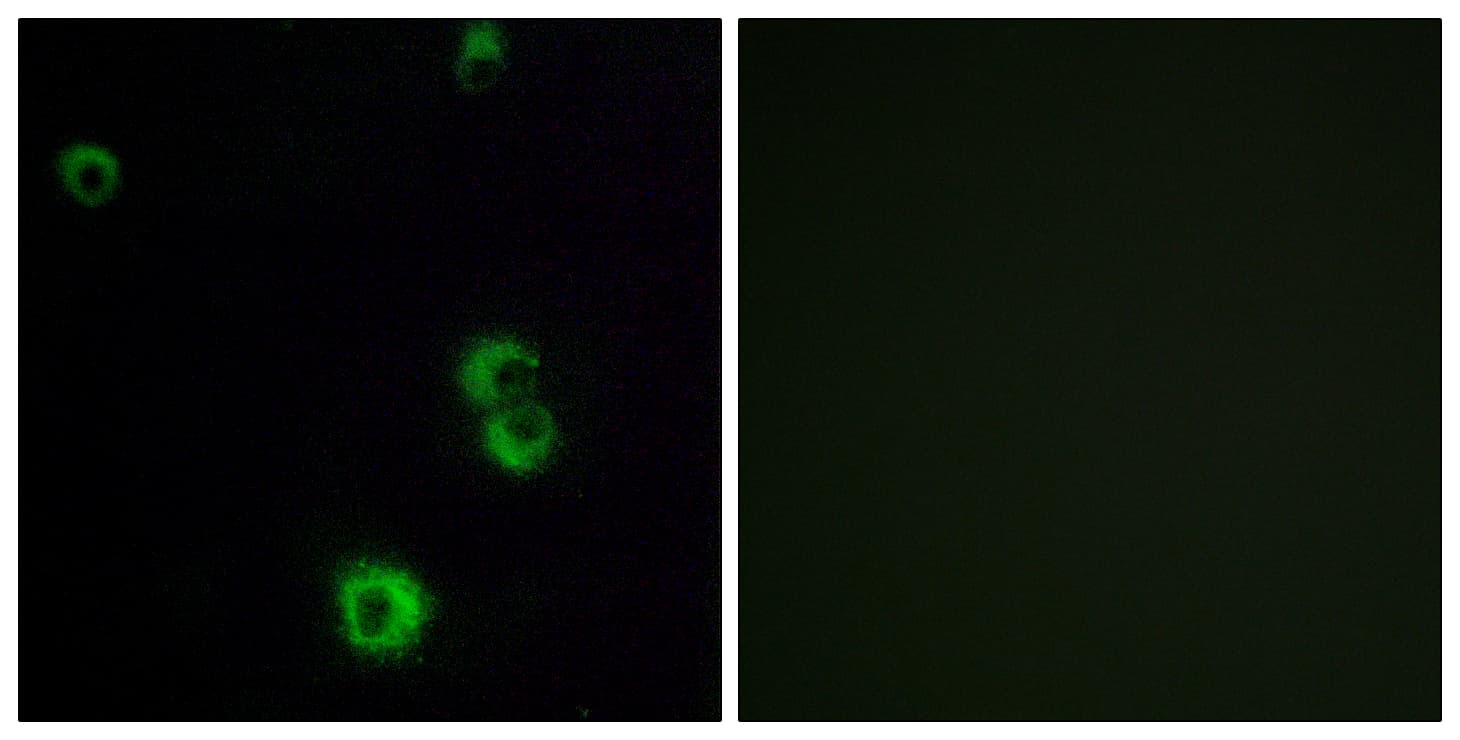 Polyclonal Rabbit anti-Human F2RL2 / PAR3 Antibody (aa38-87, IF)