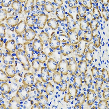 COMT Antibody