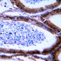 Granzyme B+H Antibody (N-Terminus)