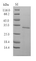 Human EGFP Protein (Recombinant 10His, N-terminus + Myc, C-terminus)