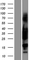 TPM3 Protein (Over-Expression Lysate Myc-DDK (Flag))