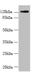 SLC4A8 / NBC Antibody