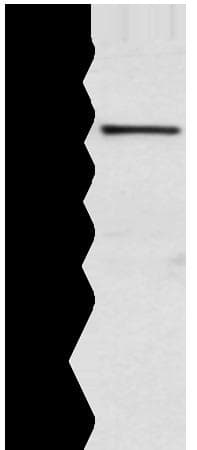 WWP1 Antibody