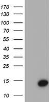 CST4 / Cystatin S Antibody (clone OTI1A3)