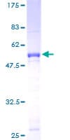 Human ATF2 Protein (Recombinant GST)