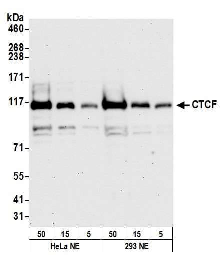 CTCF Antibody (aa650-700)