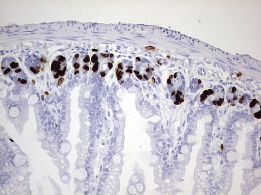 IdU / Iododeoxyuridine Antibody (clone 5E2)
