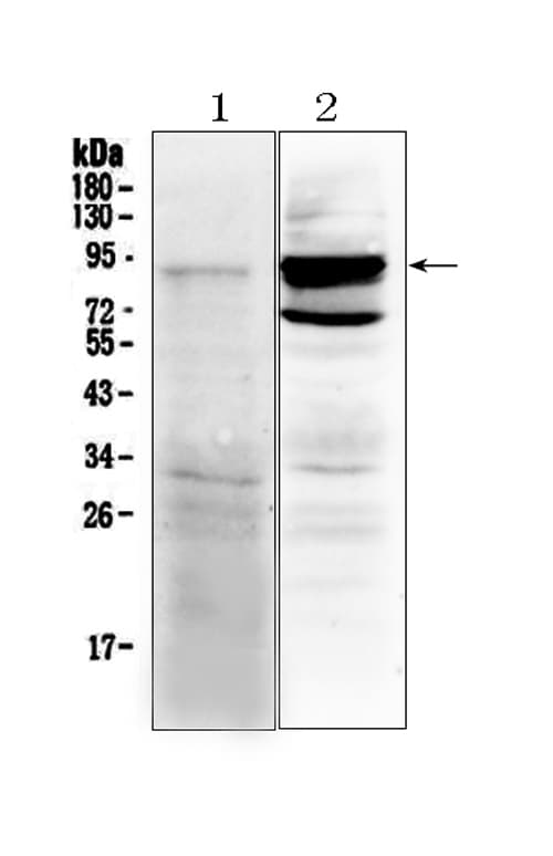 TLR2 Antibody