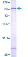 Human GPAA1 Protein (Recombinant GST)