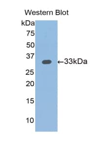 SLIT1 Antibody (aa345-623)