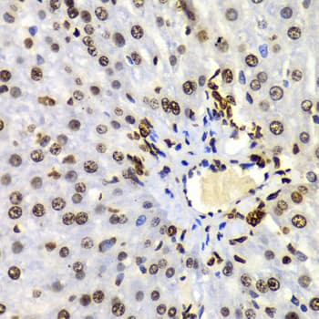 Polyclonal Rabbit anti-Human Histone H3 Antibody (Di-Methyl-Lys4, IHC, IF, WB)