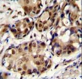 Polyclonal Rabbit anti-Human PELP1 Antibody (aa744-771, IHC, WB)