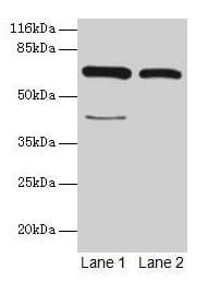 CTPS Antibody (aa79-388)