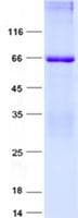Human ZNF57 Protein (Recombinant His, N-Terminal)