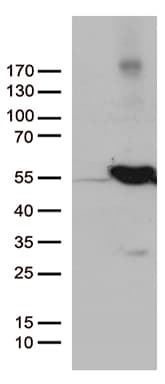 Monoclonal Mouse anti-Human UBA3 / UBE1C Antibody (clone OTI1B9, aa1-463, WB)