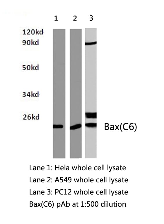BAX Antibody (Cys62)