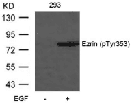 EZR / Ezrin Antibody