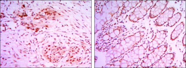 Monoclonal Mouse anti-Human KDM4A / JHDM3A / JMJD2A Antibody (clone 5H1, IHC, IF, WB)
