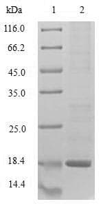 Rabbit HINT / HINT1 Protein (Recombinant 10His, N-terminus + Myc, C-terminus)