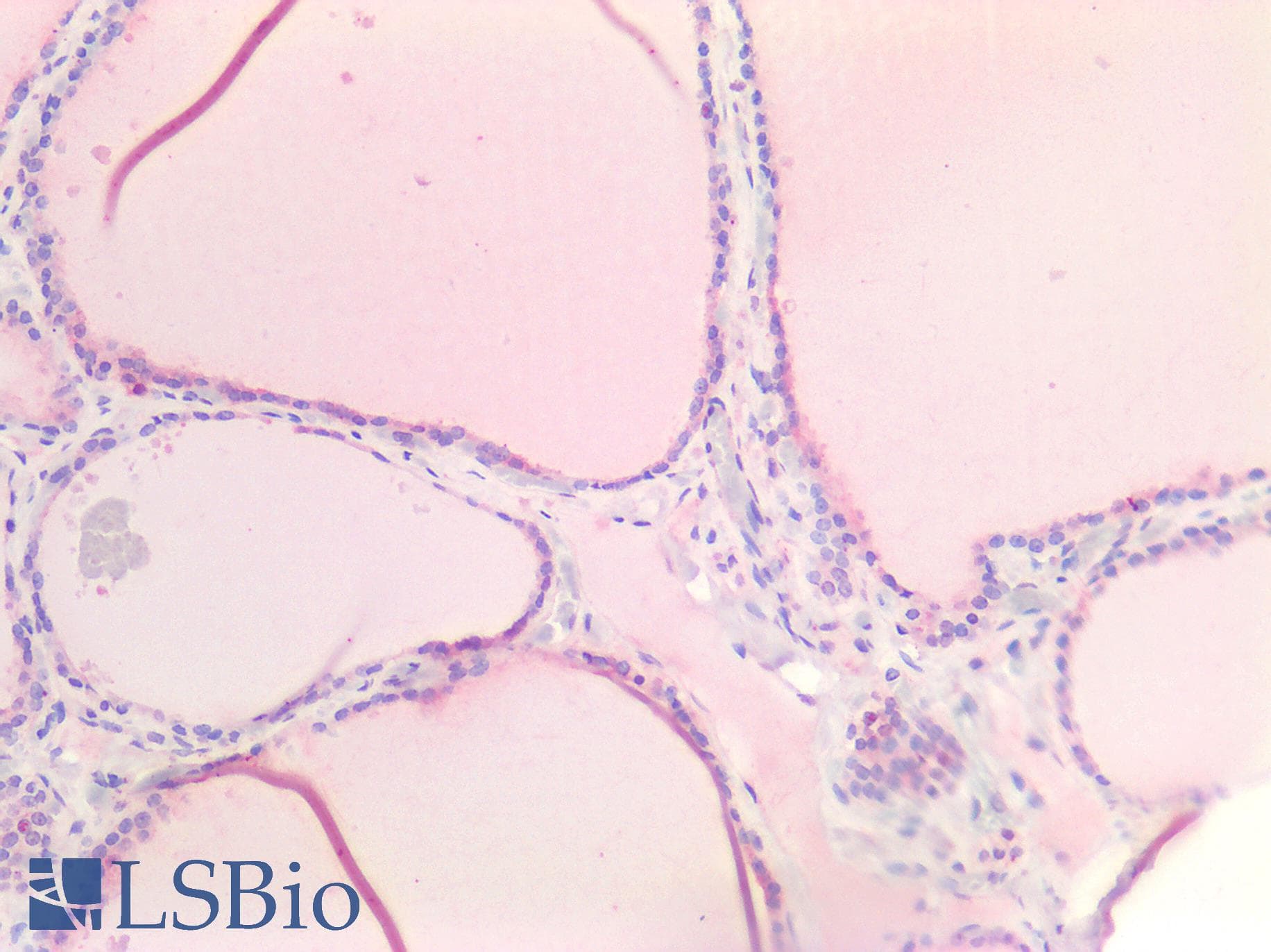 IHC-plus™ MYC / c-Myc Antibody