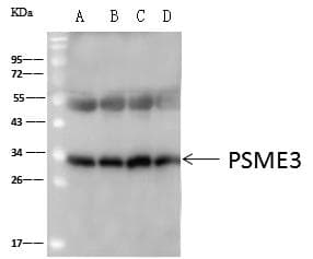 PSME3 Antibody (Preservative Free)
