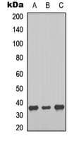 Polyclonal Rabbit anti-Human MTNR1B / MT2 Antibody (C-Terminus, WB)
