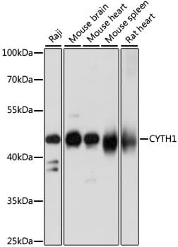 CYTH1 / Cytohesin-1 Antibody