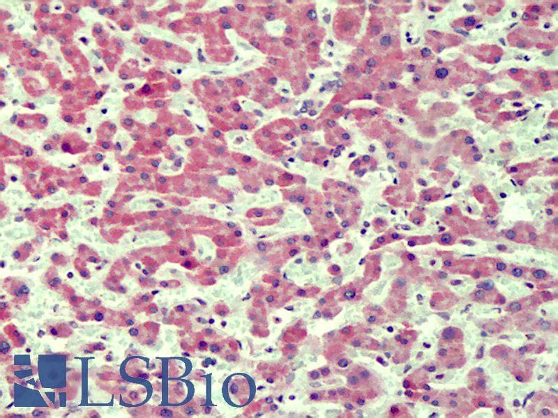 IHC-plus™ IRAK4 / IRAK-4 Antibody (aa2-13)