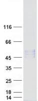 Human POGLUT1 Protein (Recombinant Myc-DDK (Flag))