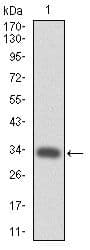 CD110 / MPL Antibody (clone 1H2)