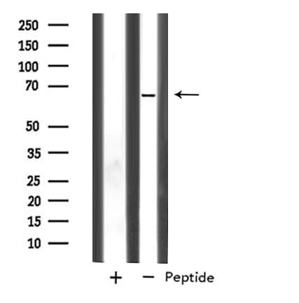 SLC33A1 Antibody