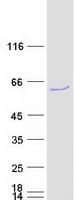 Human SKAP2 / SCAP2 Protein (Recombinant Myc-DDK (Flag))